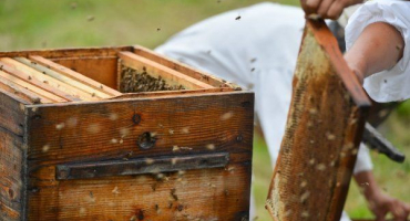 Charakteristické rysy a potíže včelařství v rusku